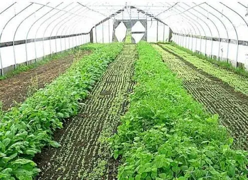 夏天高温又多雨 蔬菜棚室管理应精细