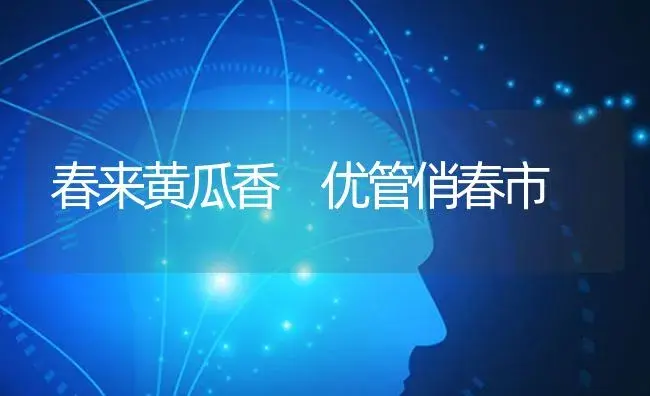 春来黄瓜香 优管俏春市 | 蔬菜种植