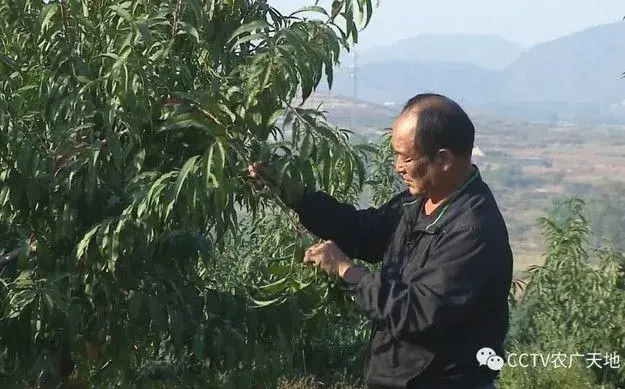 唐县钱根皂栽培有机寿桃一箱六个卖出近千元价格