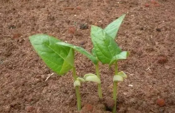 豇豆什么时候栽培最好，订植时需要小心什么？