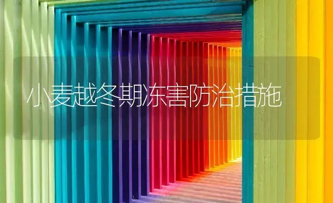 小麦越冬期冻害防治措施 | 植物病虫害