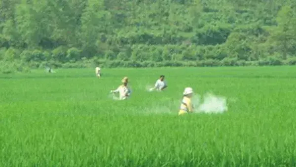 水稻复合肥哪种比较好 水稻追肥的最佳时间