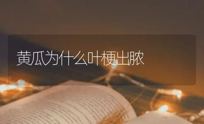 黄瓜为什么叶梗出脓 | 蔬菜种植