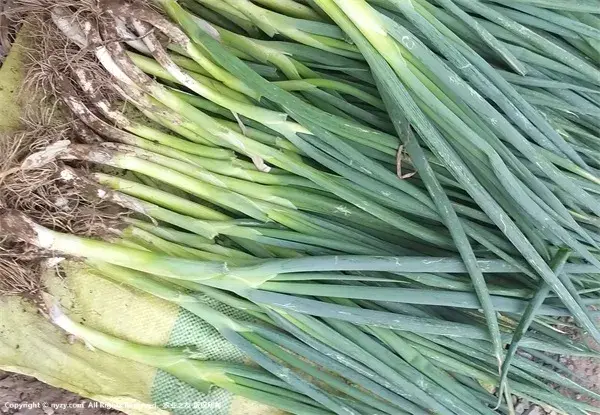 大葱种植时间及对环境的要求