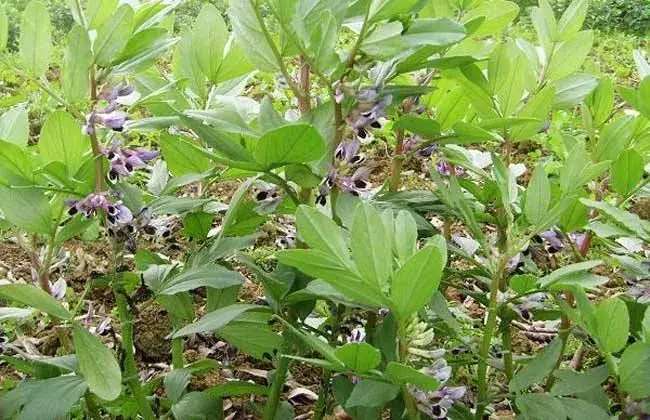 蚕豆不结荚防治和治疗办法