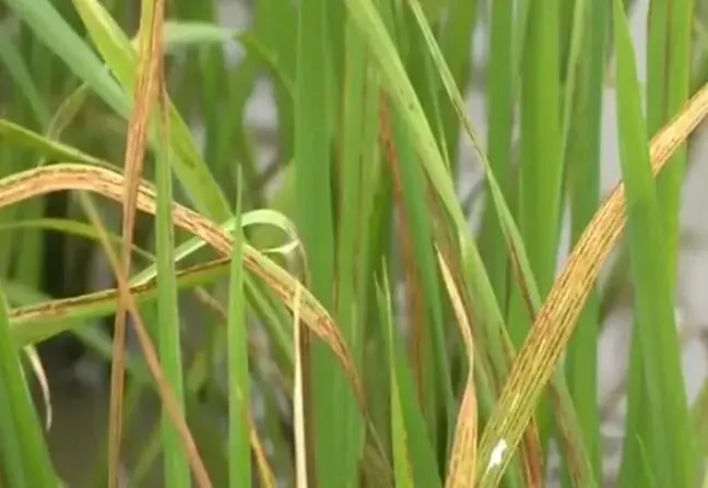 稻瘟病怎么防治和治疗？专家来技招