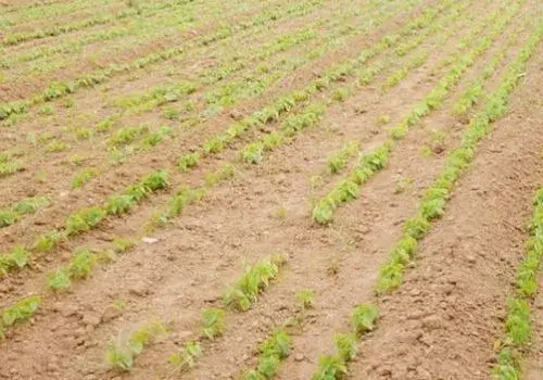 山药种植关键点是什么？种植利润怎么样？