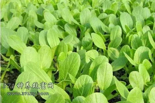 鸡毛菜(小白菜)的播种时间及种植办法