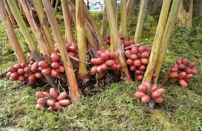 草果的栽培办法