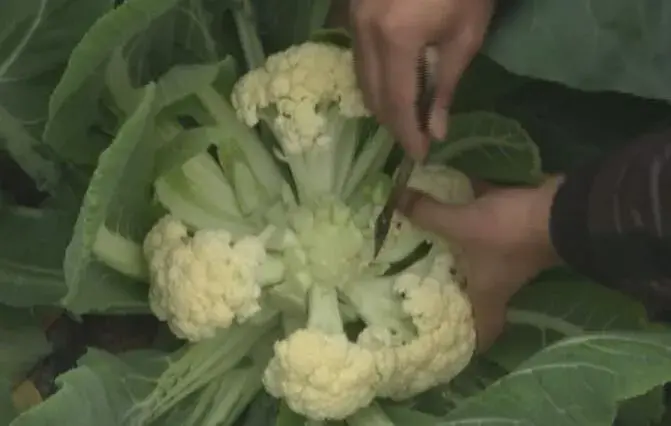 花椰菜杂交制种技术