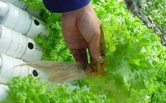 蔬菜播种育苗让种子顺利发芽有手法！