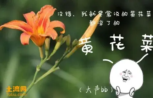 “健脑菜”黄花菜的14大功效与作用大全，新鲜的黄花菜真的有毒吗？这样吃一点毒都没有！