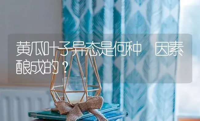 黄瓜叶子异态是何种 因素酿成的？ | 蔬菜种植