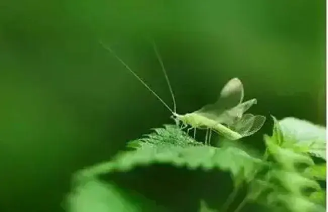 秋葵常见的病虫害及防治和治疗措施