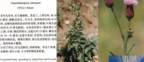 菊科杂草