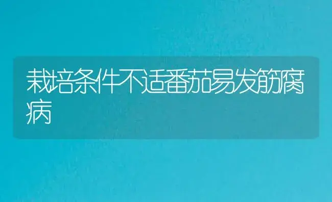 栽培条件不适番茄易发筋腐病 | 植物病虫害