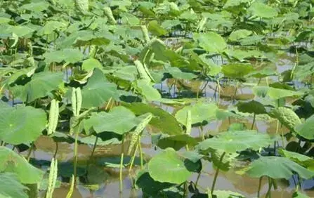 浅水藕如何防虫害：抓及时机 对症下药