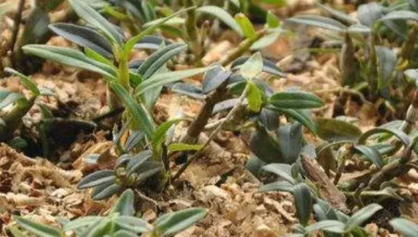 中药材种植5大风险