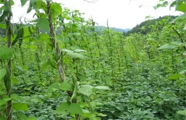 芸豆不结荚怎么办