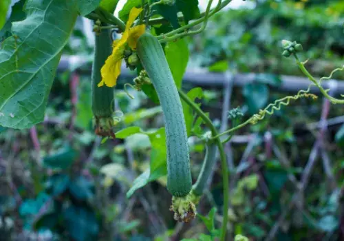 “美人水”丝瓜的高产种植方法