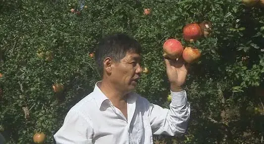荥阳王润沛种软籽石榴卖树又卖果，“红宝石”铺就财富路！