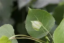 合肥禁止城区道路种植杨树