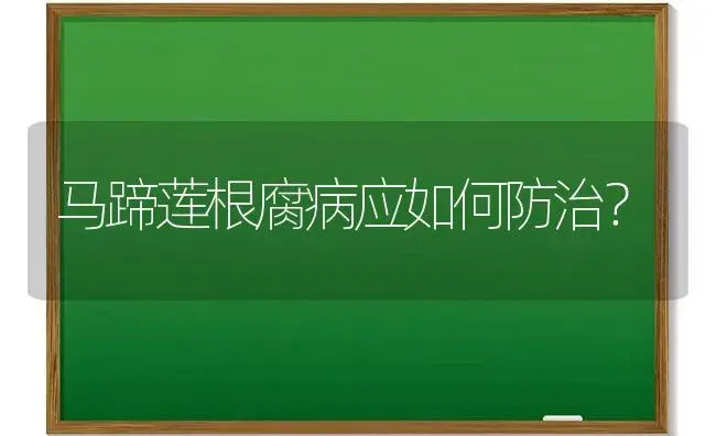 马蹄莲根腐病应如何防治？ | 植物病虫害