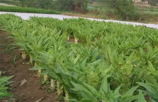 莴笋无公害种植技术