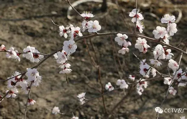 北方也能种梅花，唐绂宸依靠栽培抗寒梅花年入300万