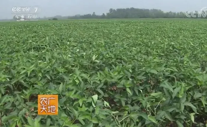 麦茬夏大豆秸秆覆盖免耕精量播种技术