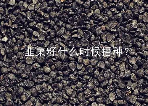 韭菜籽什么时候播种最好？这样种植管理每隔15天就能收一茬！