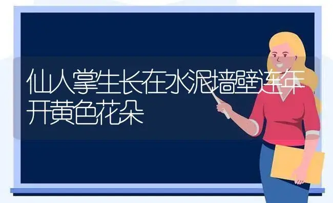 仙人掌生长在水泥墙壁连年开黄色花朵 | 蔬菜种植