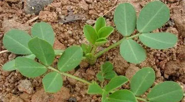 花生施肥时间及技术方法