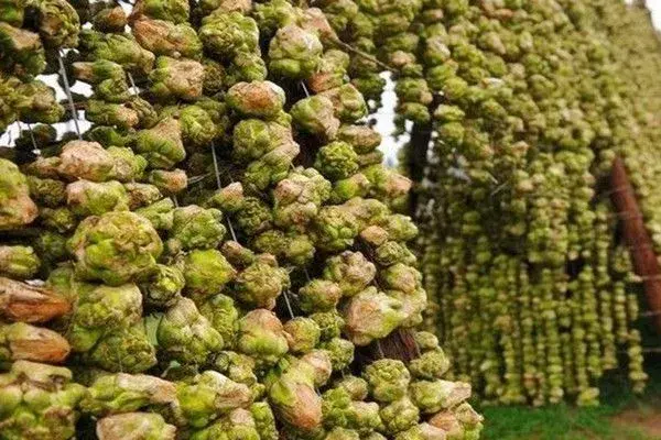 榨菜适合什么地方种植？有哪些栽培要点？
