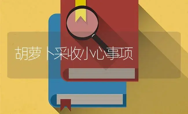 胡萝卜采收小心事项 | 蔬菜种植