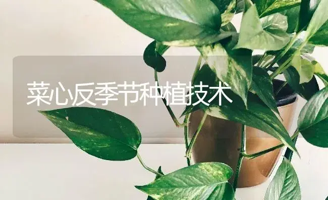 菜心反季节种植技术 | 蔬菜种植