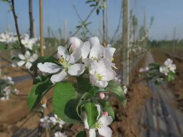 苹果疏花疏果四个关键点！