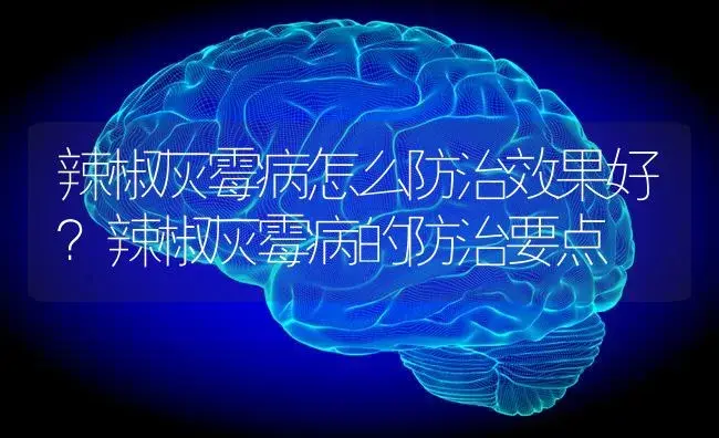 辣椒灰霉病怎么防治效果好？辣椒灰霉病的防治要点 | 蔬菜种植