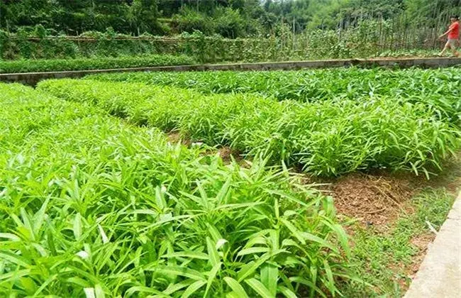 空心菜的田间管理