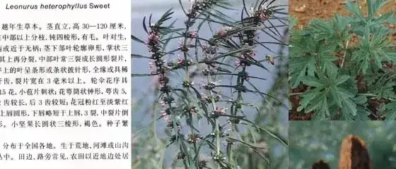 唇形科杂草