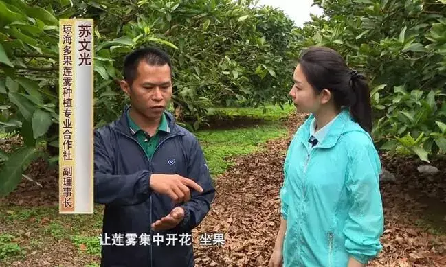 琼海爆红莲雾温泉鹅