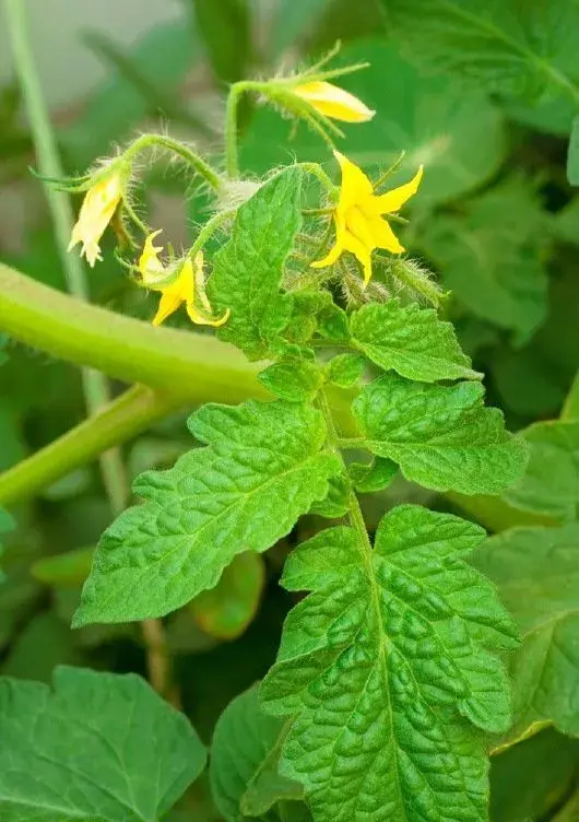 越夏番茄不座果是怎么办