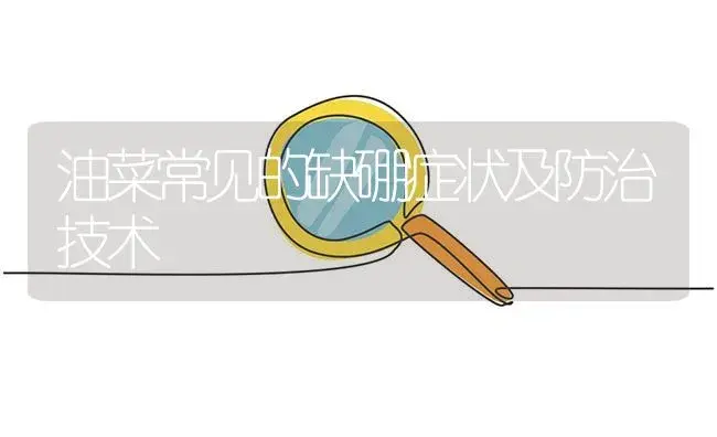 油菜常见的缺硼症状及防治技术 | 植物病虫害