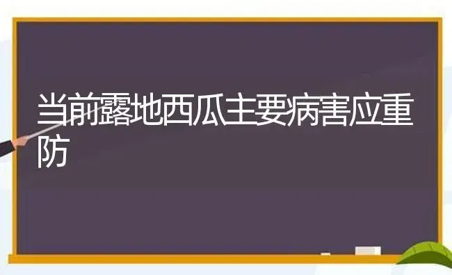 当前露地西瓜主要病害应重防 | 植物病虫害