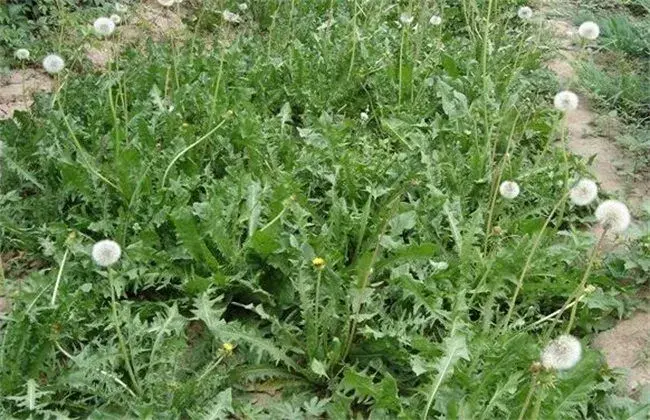 芥菜的田间管理措施