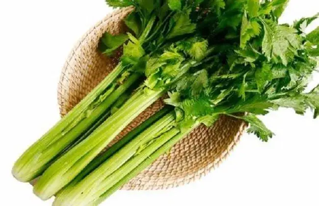 芹菜的栽培办法与时间