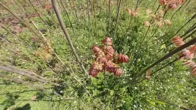 龚红印种香椿和向启明种花椒下狠手夺高产