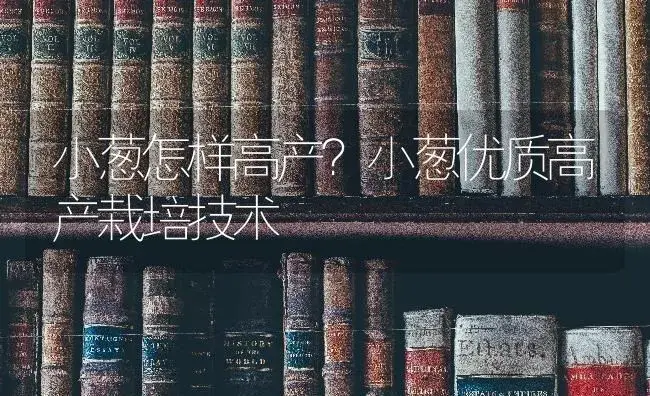 小葱怎样高产？小葱优质高产栽培技术 | 蔬菜种植