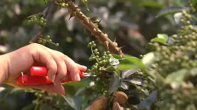 龚红印种香椿和向启明种花椒下狠手夺高产