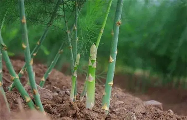 芦笋育苗技术要点